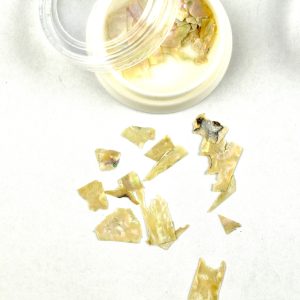 Abalone Sea Shell 03