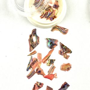 Abalone Sea Shell 04