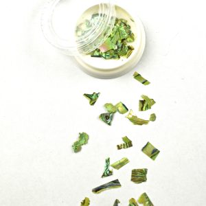 Abalone Sea Shell 08